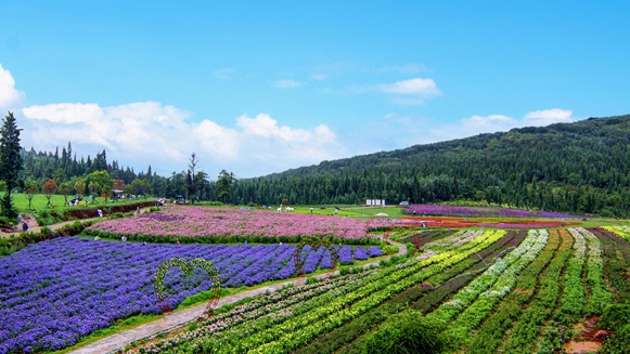 機構改革層層遞進：鄉村振興局劃入農牧廳，外專局轉隸人社廳